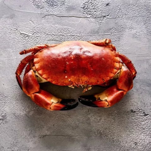 Brown Crab 01