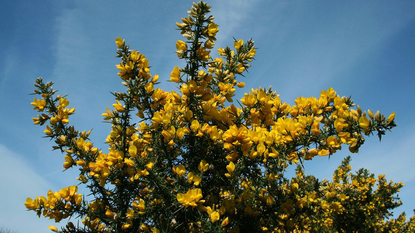 A clear day with common gorse showing its yellow bloom