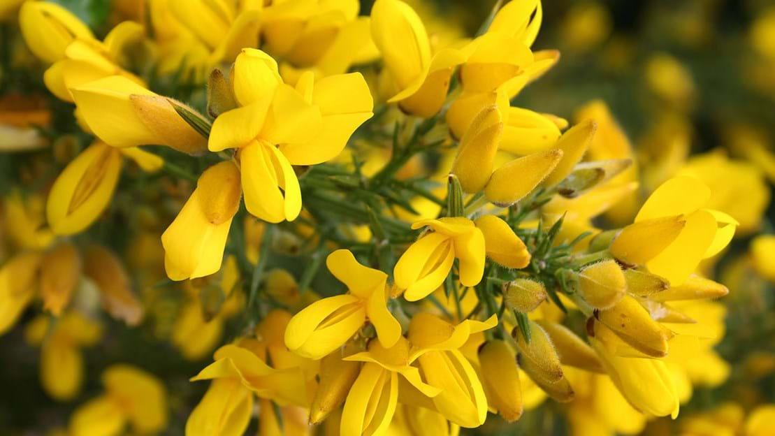 Close up view showing deep yellow bloom of Common Gorse flower