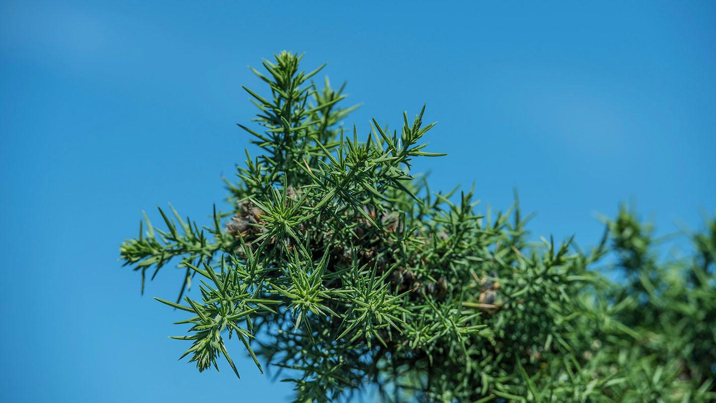 A close up showing the spiky branches of a Common Gorse