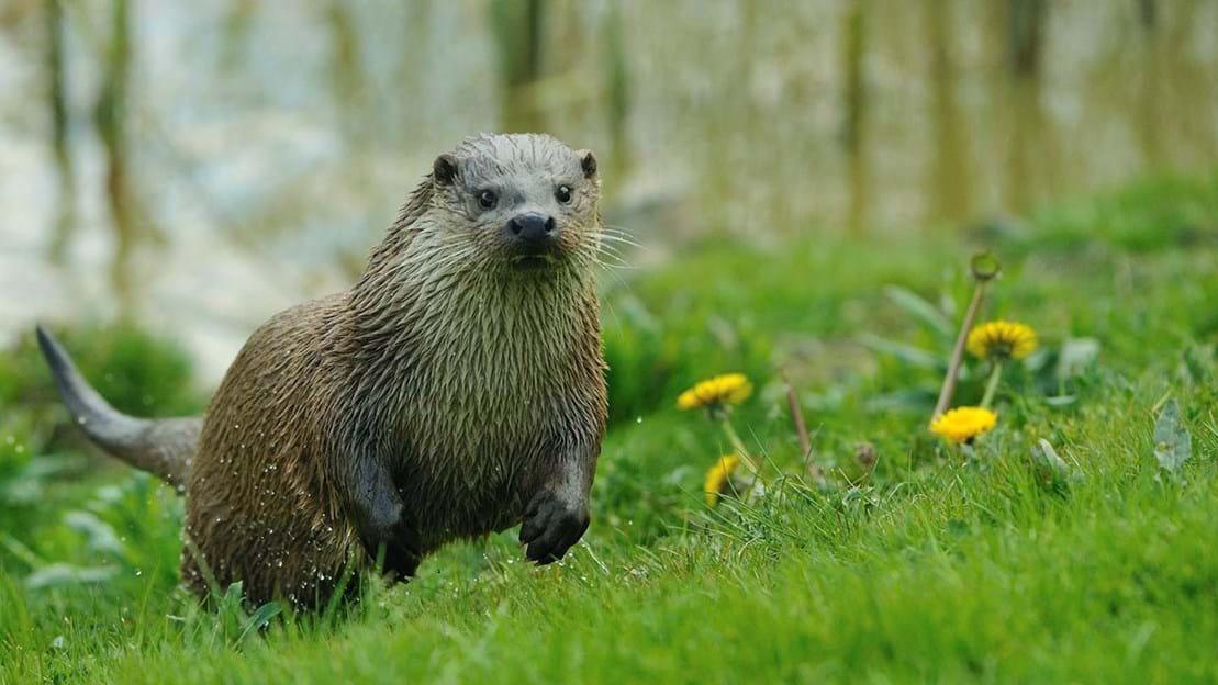 An otter in the woods