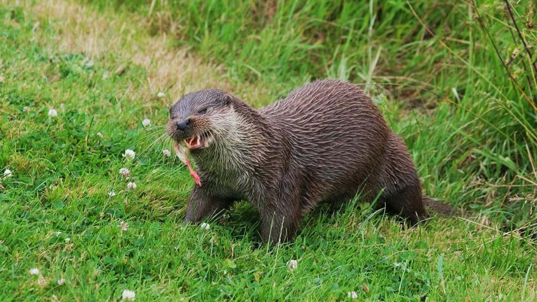 An otter eating its dinner