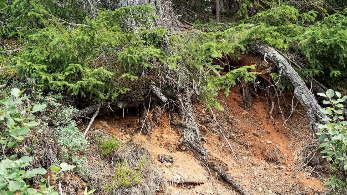 An Otter's nursery holt on the banks of a river