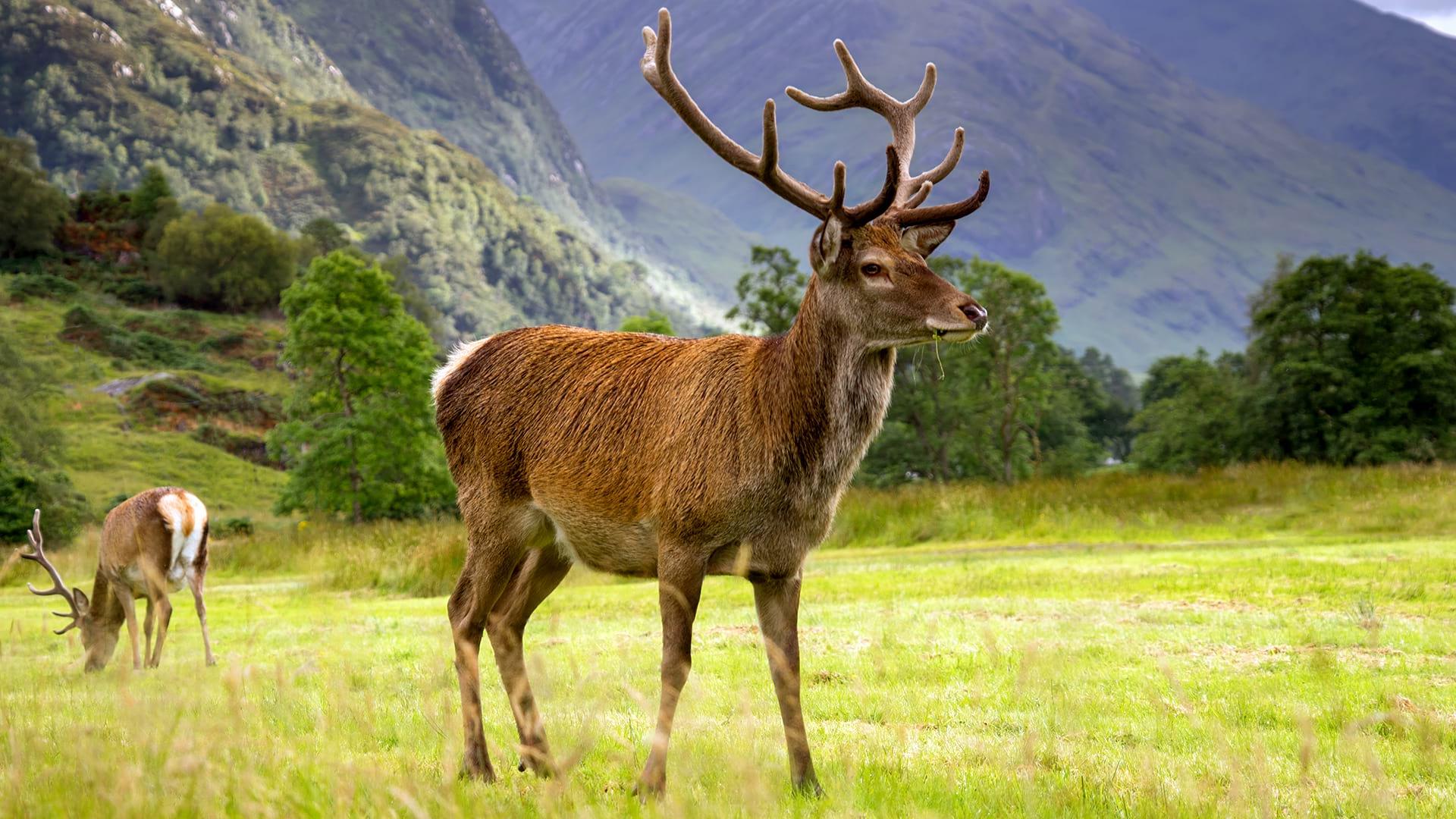 Two male red deer in a Scottish glen