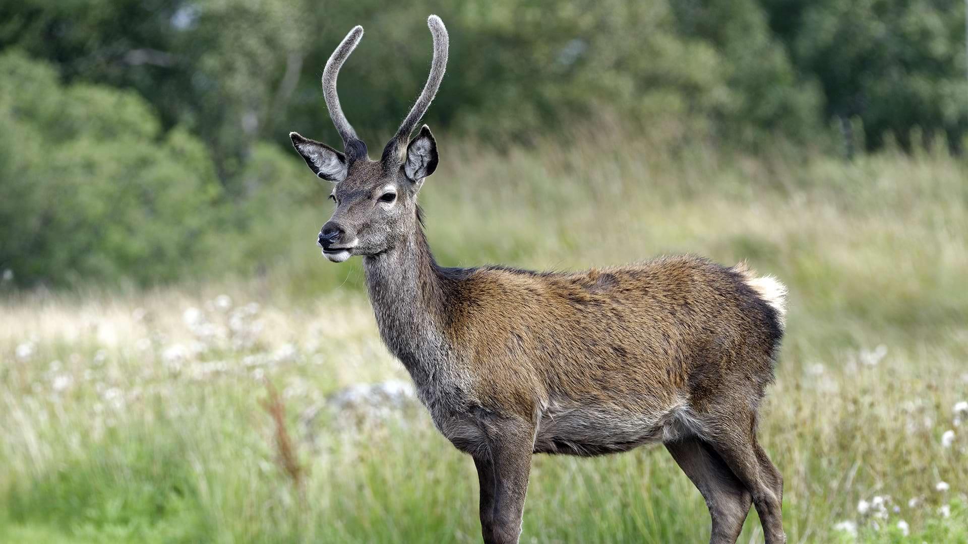 A juvenile red deer grows its first set of antlers