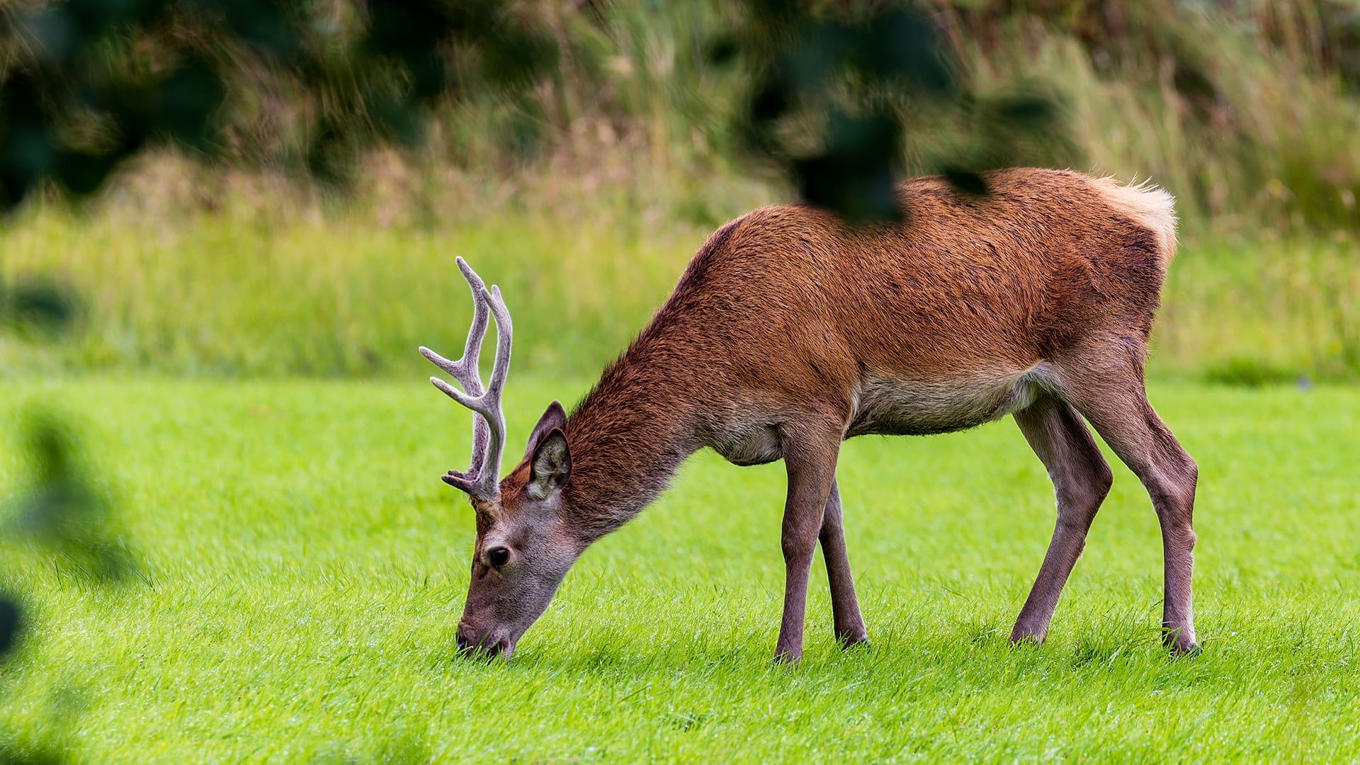 A male red deer grazing in a cut grass parkland
