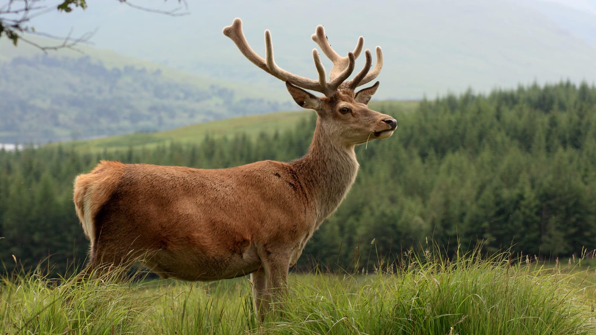 A male red deer with the Scottish hills in the background