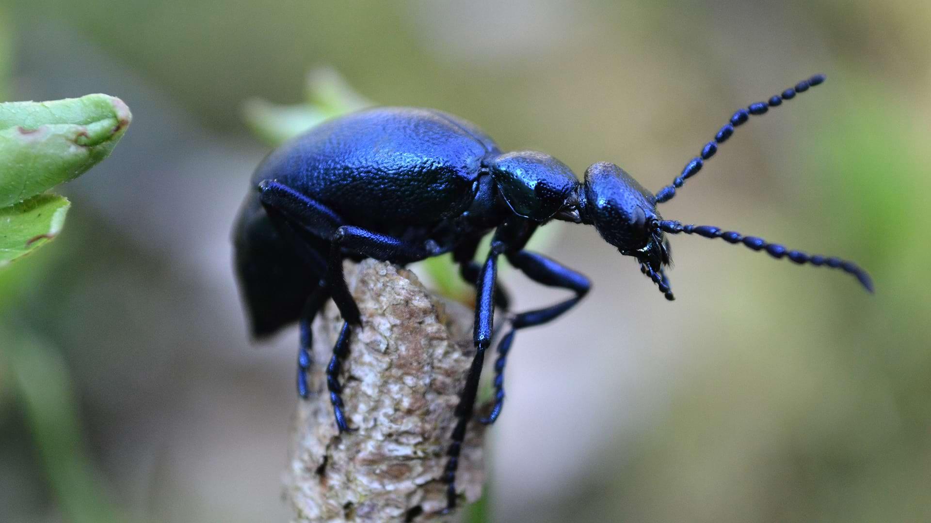 A close-up view of an Violet Oil Beetle sitting on a twig