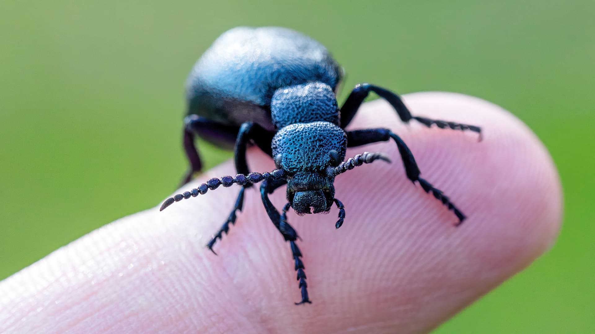 A Violet Oil Beetle sits on the end of a person's finger to demonstrate its relative size (it's pretty small by the way)