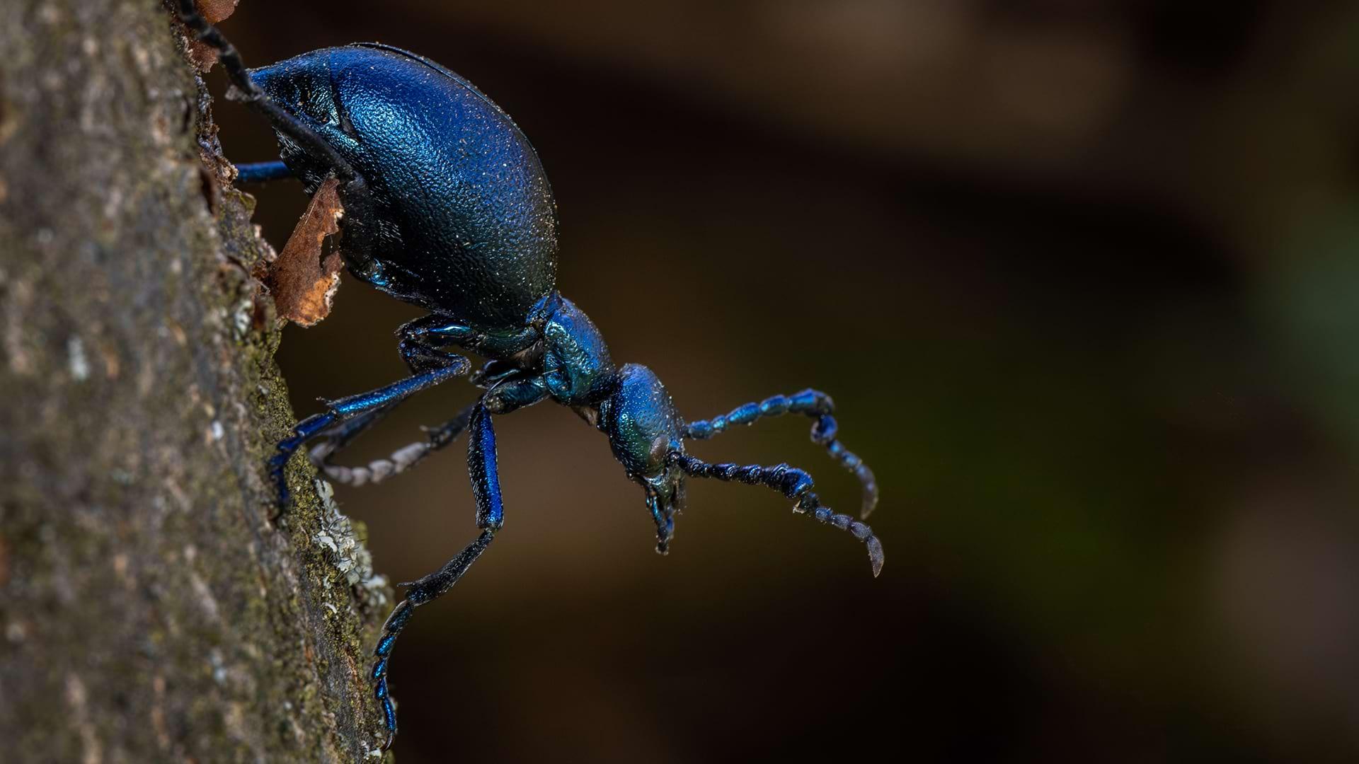 A Violet Oil Beetle raises its antennae