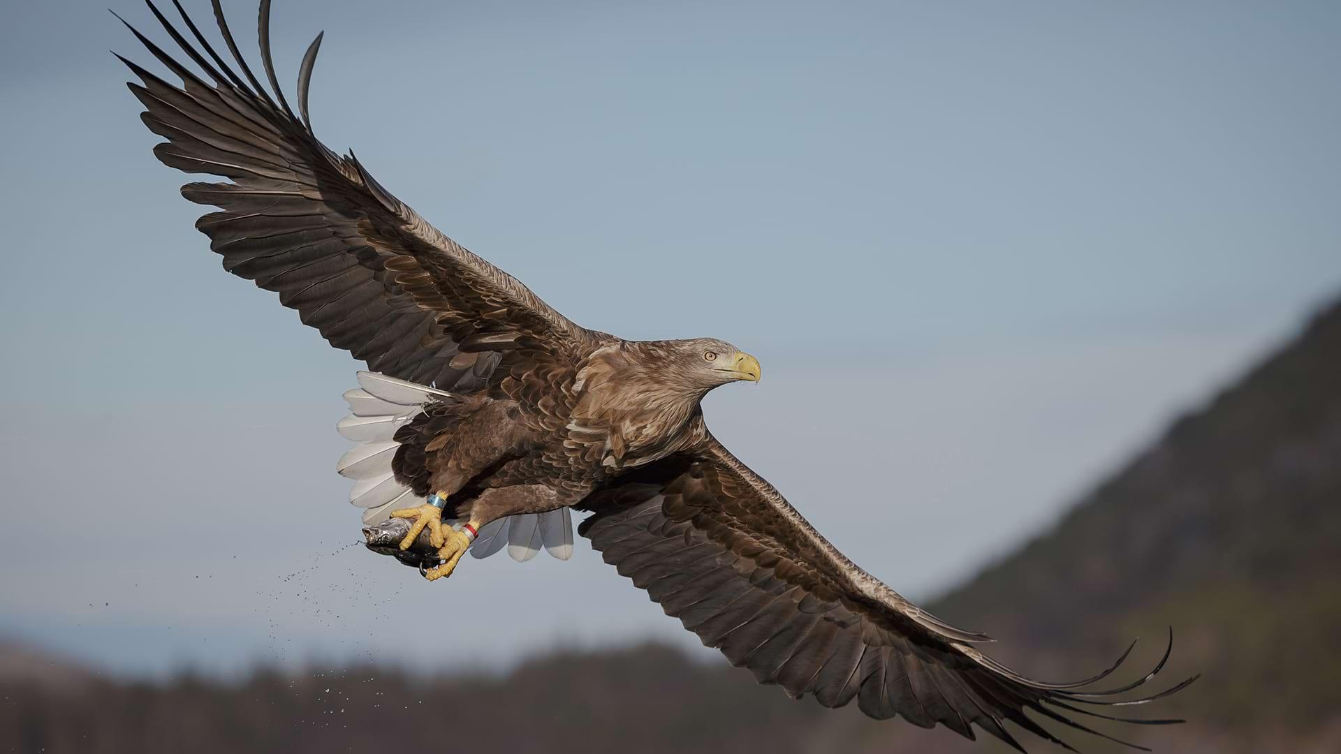 A white tailed eagle soars above the coastline with the scottish mountains in the background