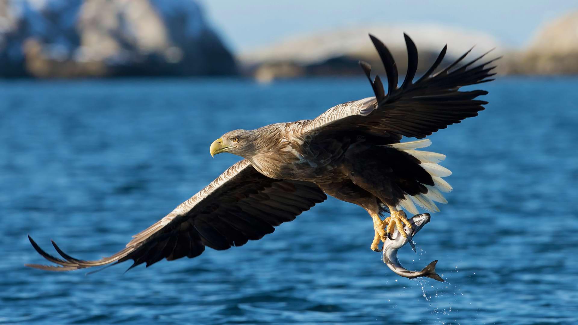 A white tailed eagle fishing along coastline in winter