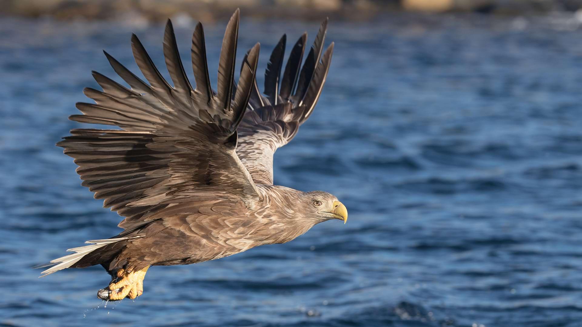 A white tailed eagle looks towards the camera as it comes in for a shallow dive across the water