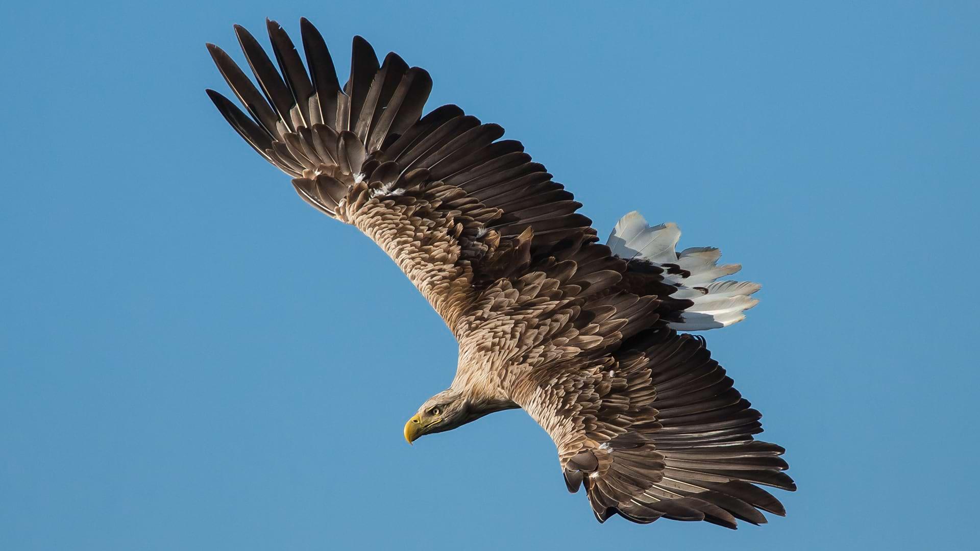 A white tailed eagles spreads its wings as it soars through a blue sky
