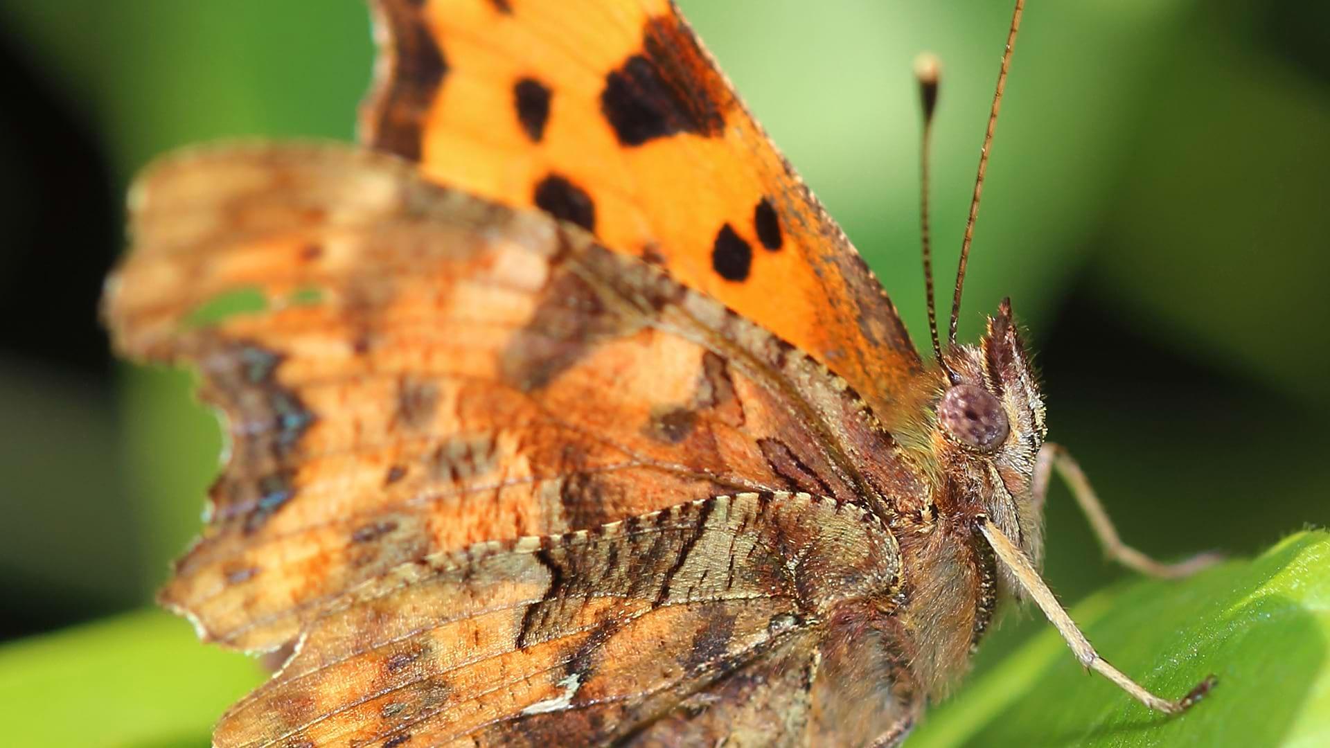 Close up of a Comma Butterfly showing the bright orange inside and light brown outside of its' wings