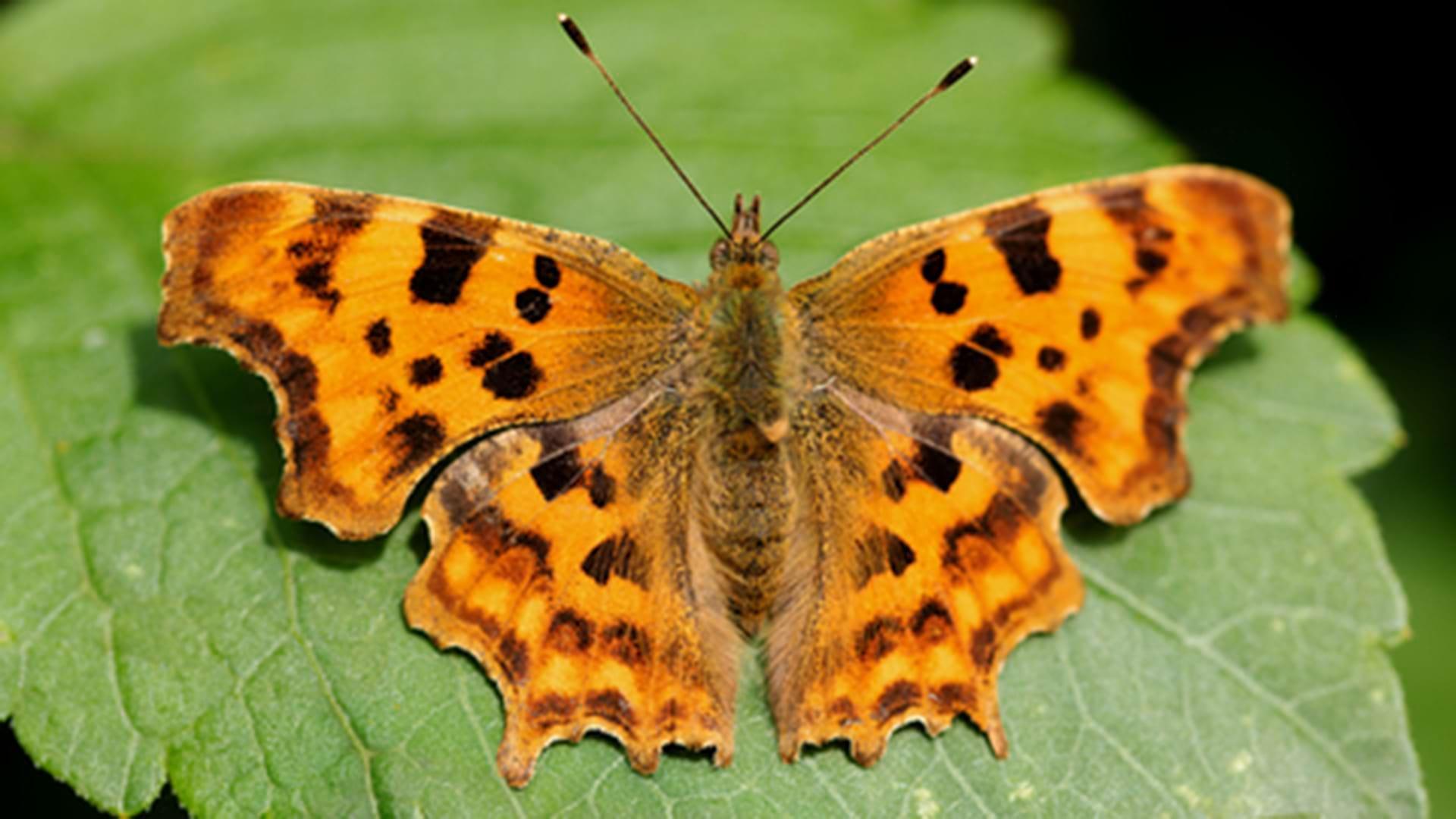 A Comma Butterfly sitting on a leaf spreading its bright orange spotted wings