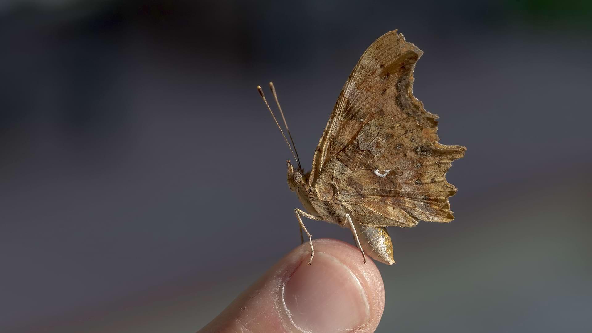 A Comma Butterfly with wings closed rests on a man's finger