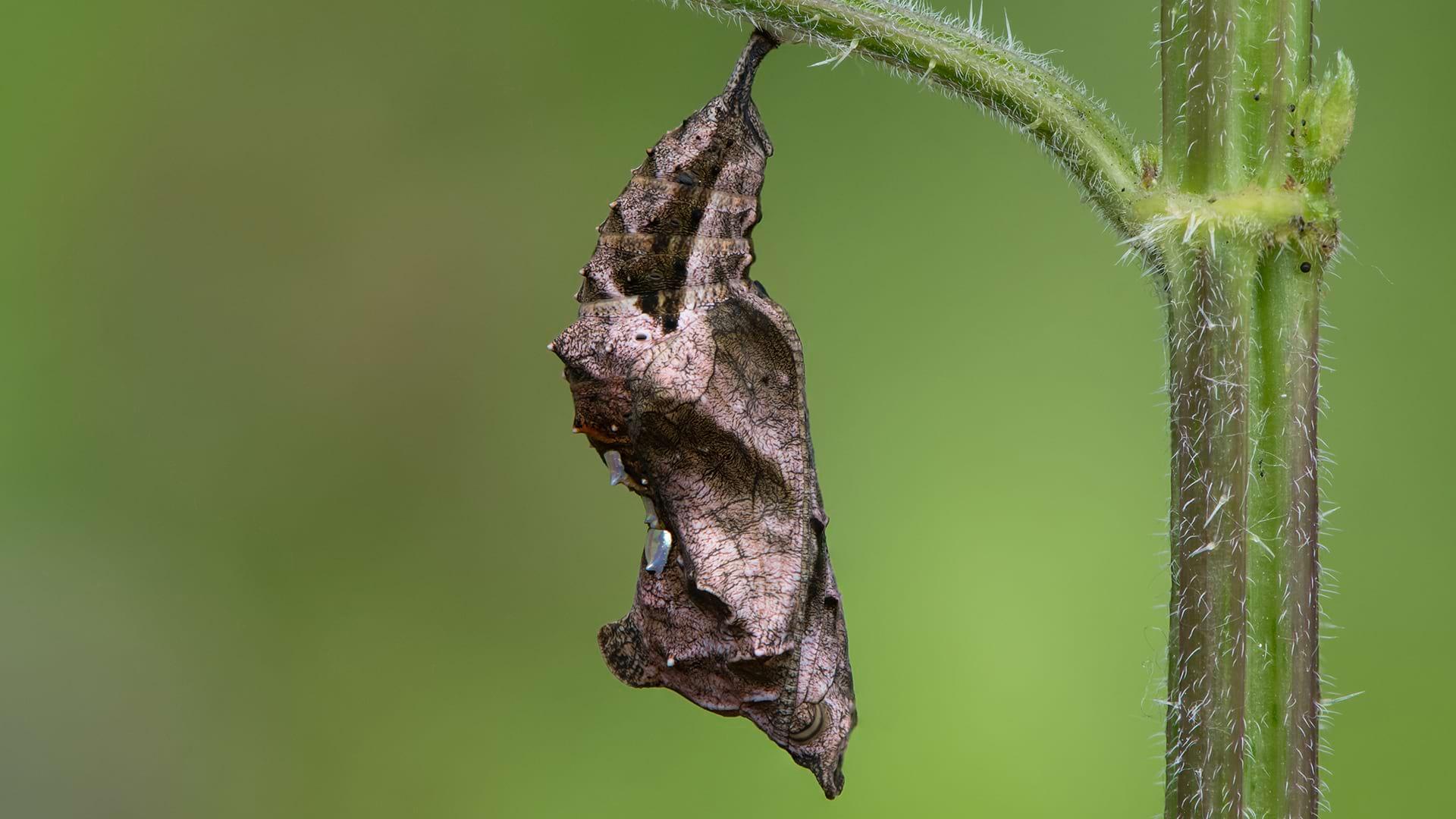 The pupa of a Comma Butterfly hand from a leaf stem