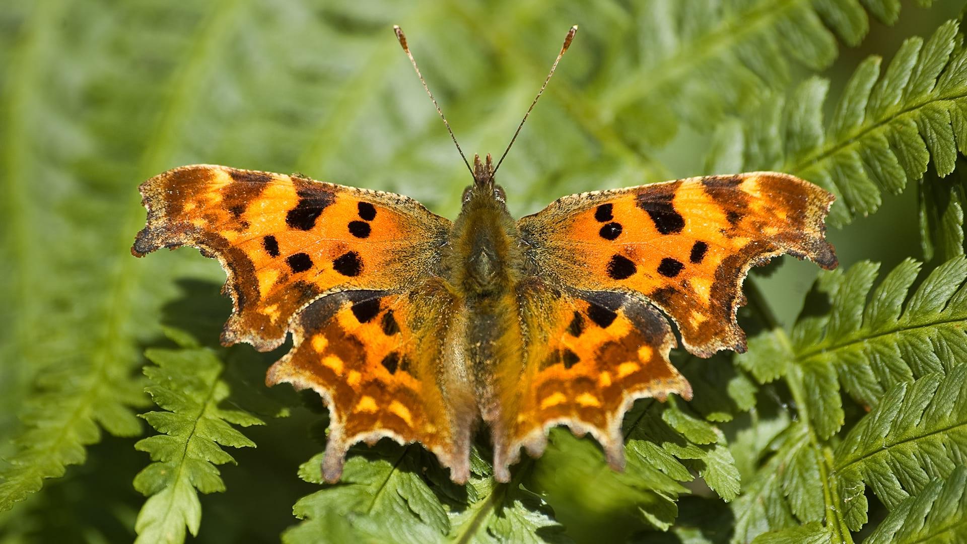 A Comma Butterfly sitting on bracken leaves, spreading its bright orange spotted wings