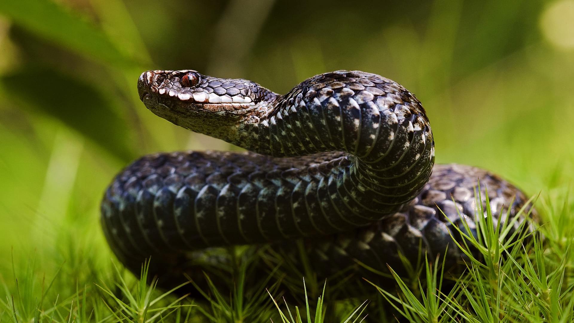 A Common Adder sits in the grass getting ready to strike