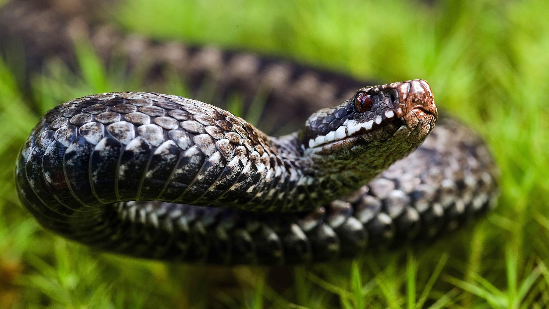 A Common Adder moving through the green grass