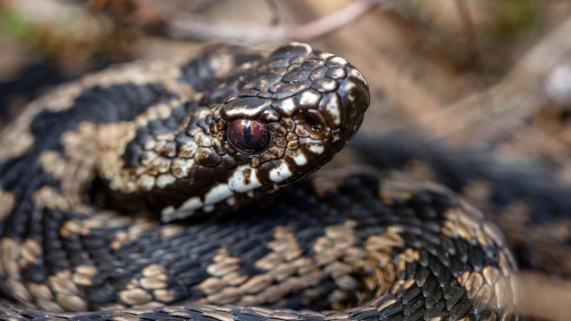 Close of up a coiled Common Adder's face