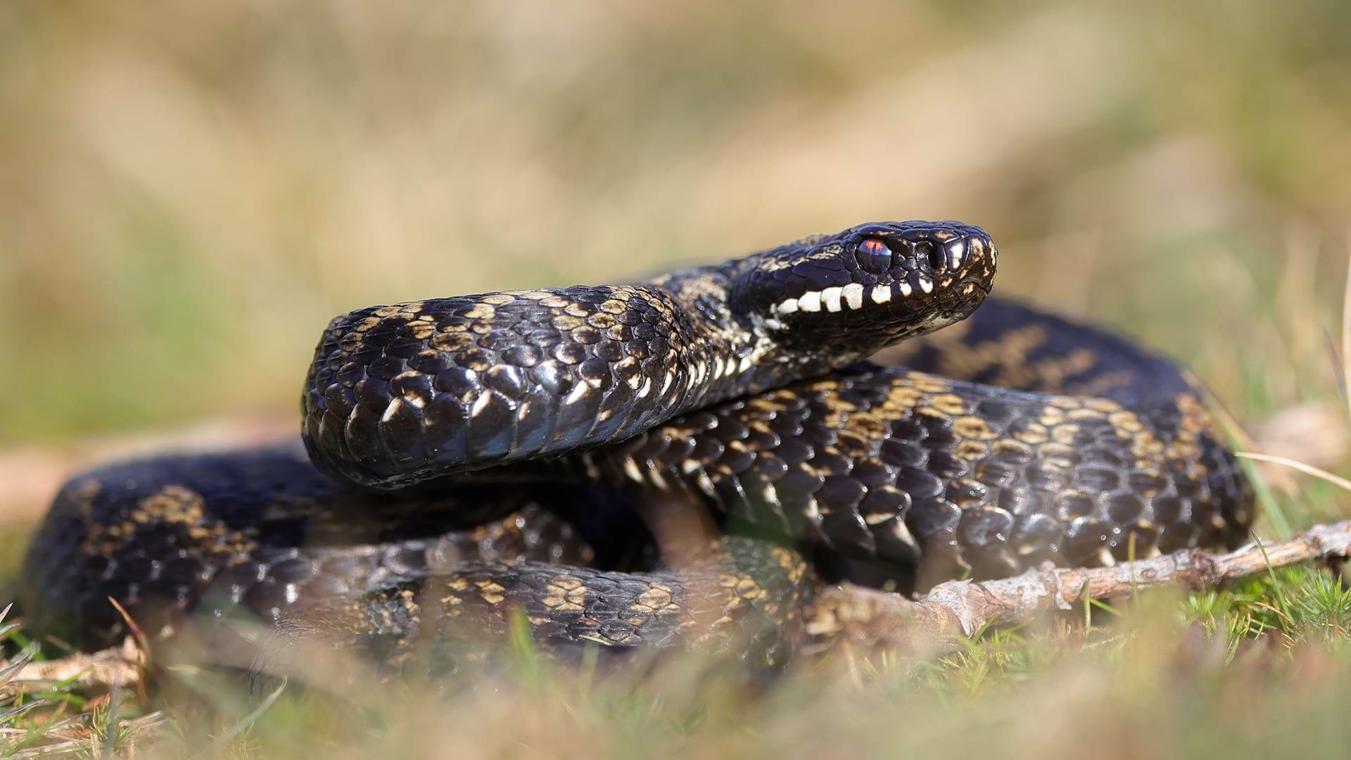 A coiled Common Adder resting in brown undergrowth