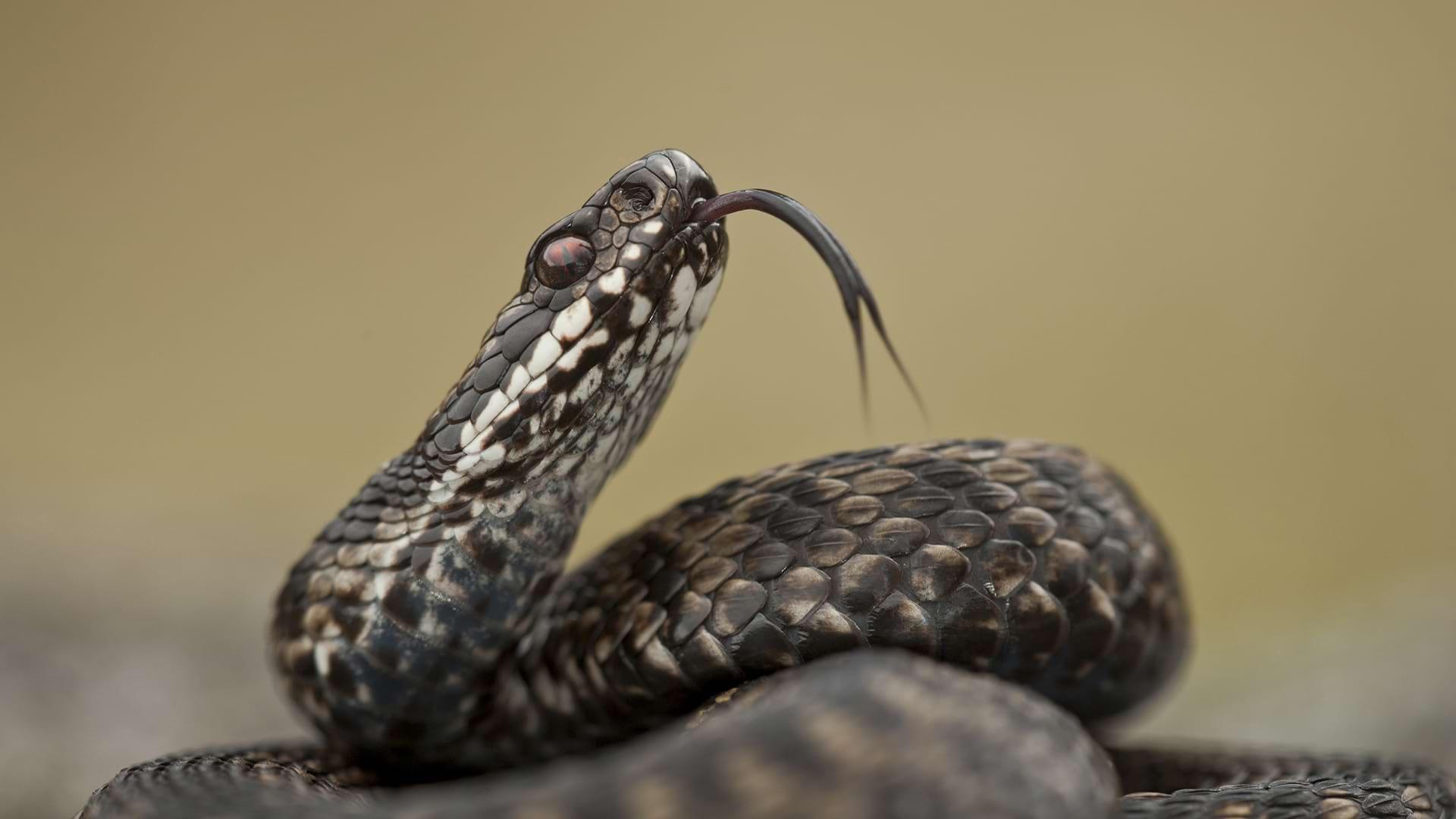 A Common Adder raises its head and sticks out its forked tongue