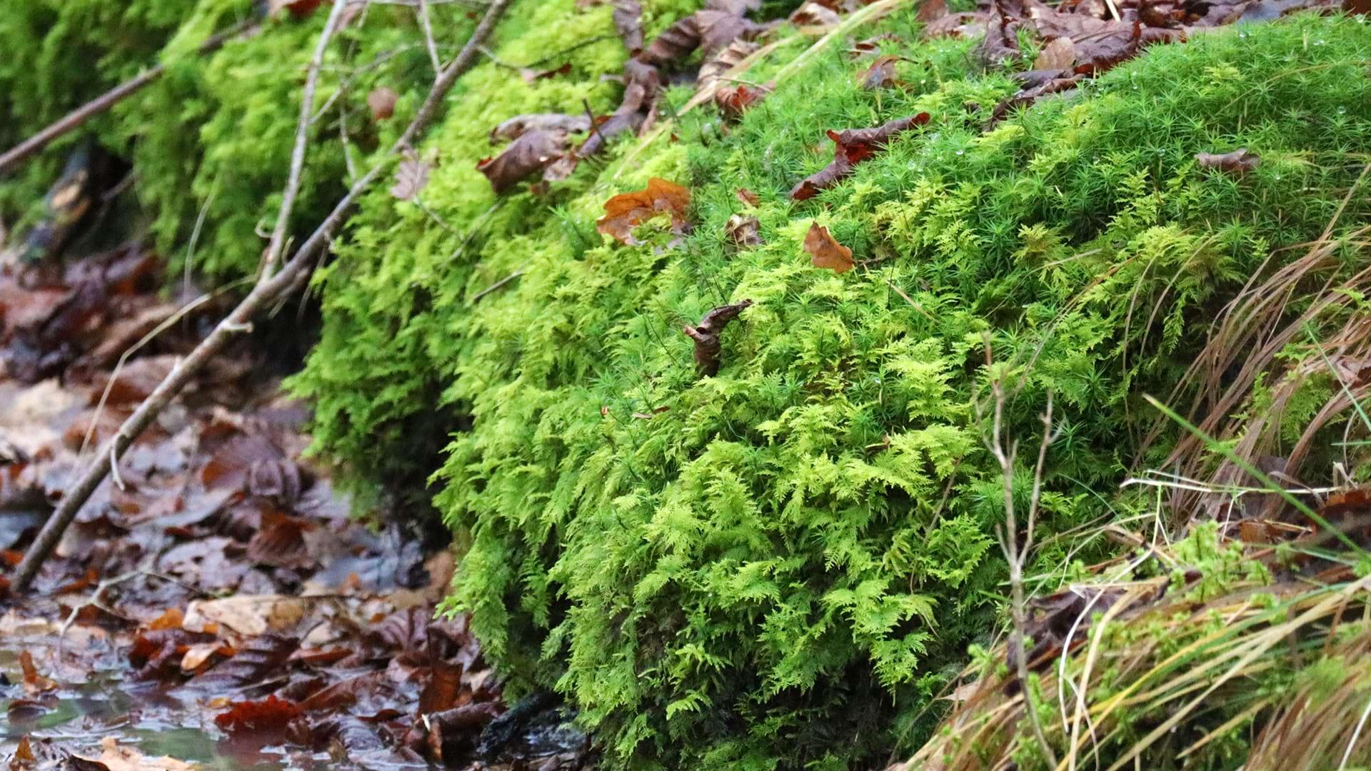 Glittering Wood Moss hangs over the edge of the embankment