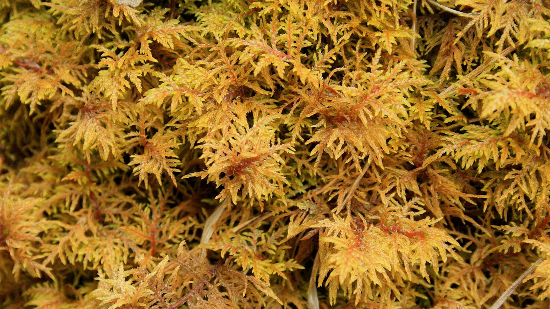 A close up of some orangey-yellow Glittering Wood Moss
