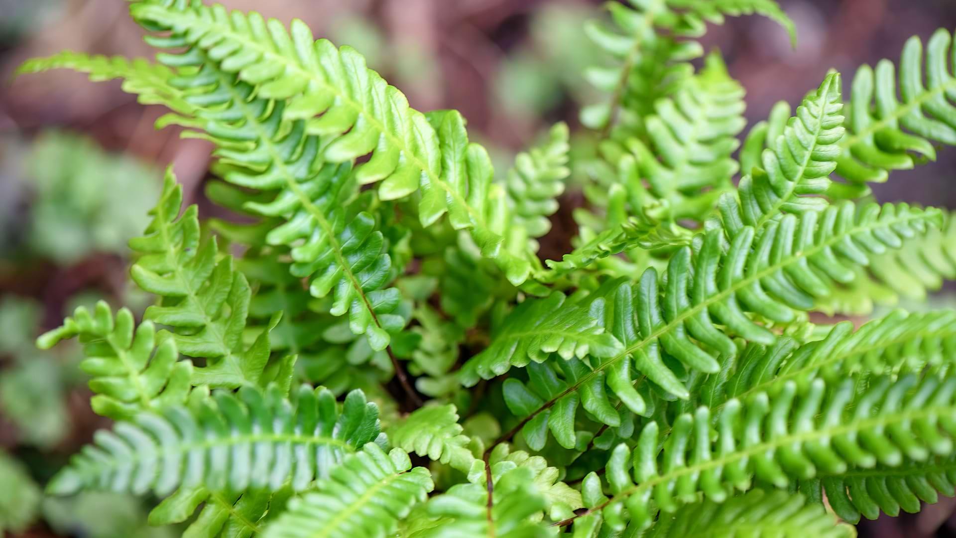 A close up shot of the Hard Fern's green leaves