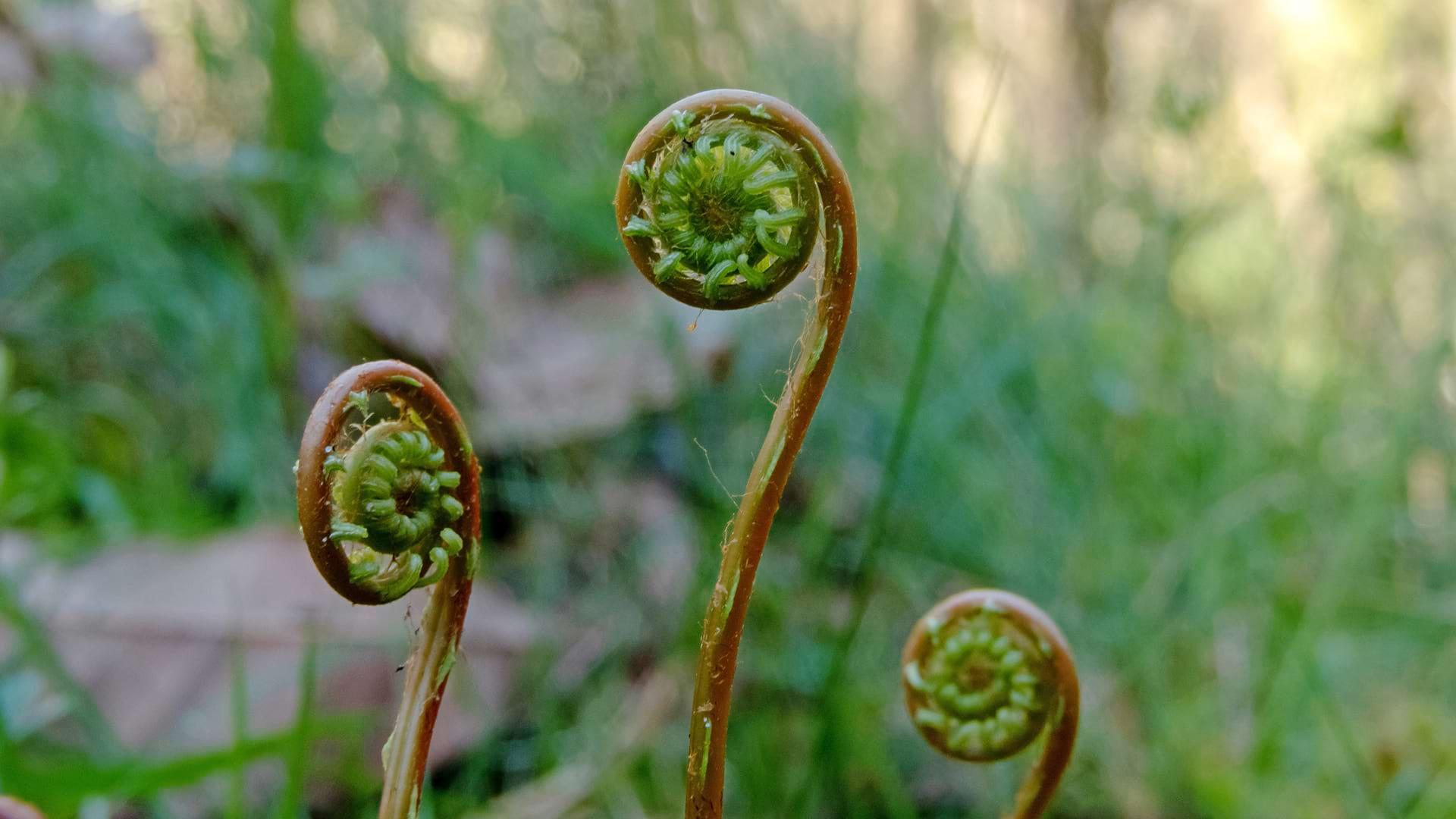 Three curled up hard fern stems in the forest
