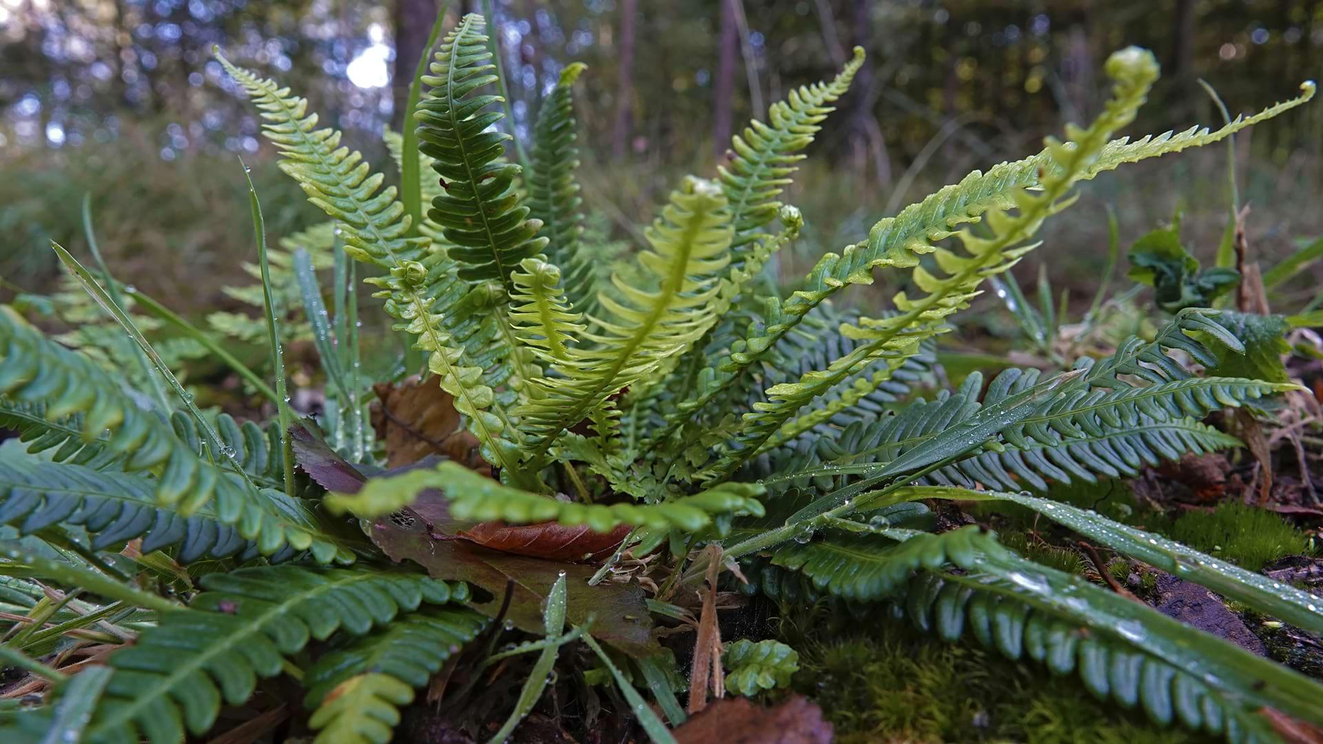 Side view of a Hard Fern plant in the forest