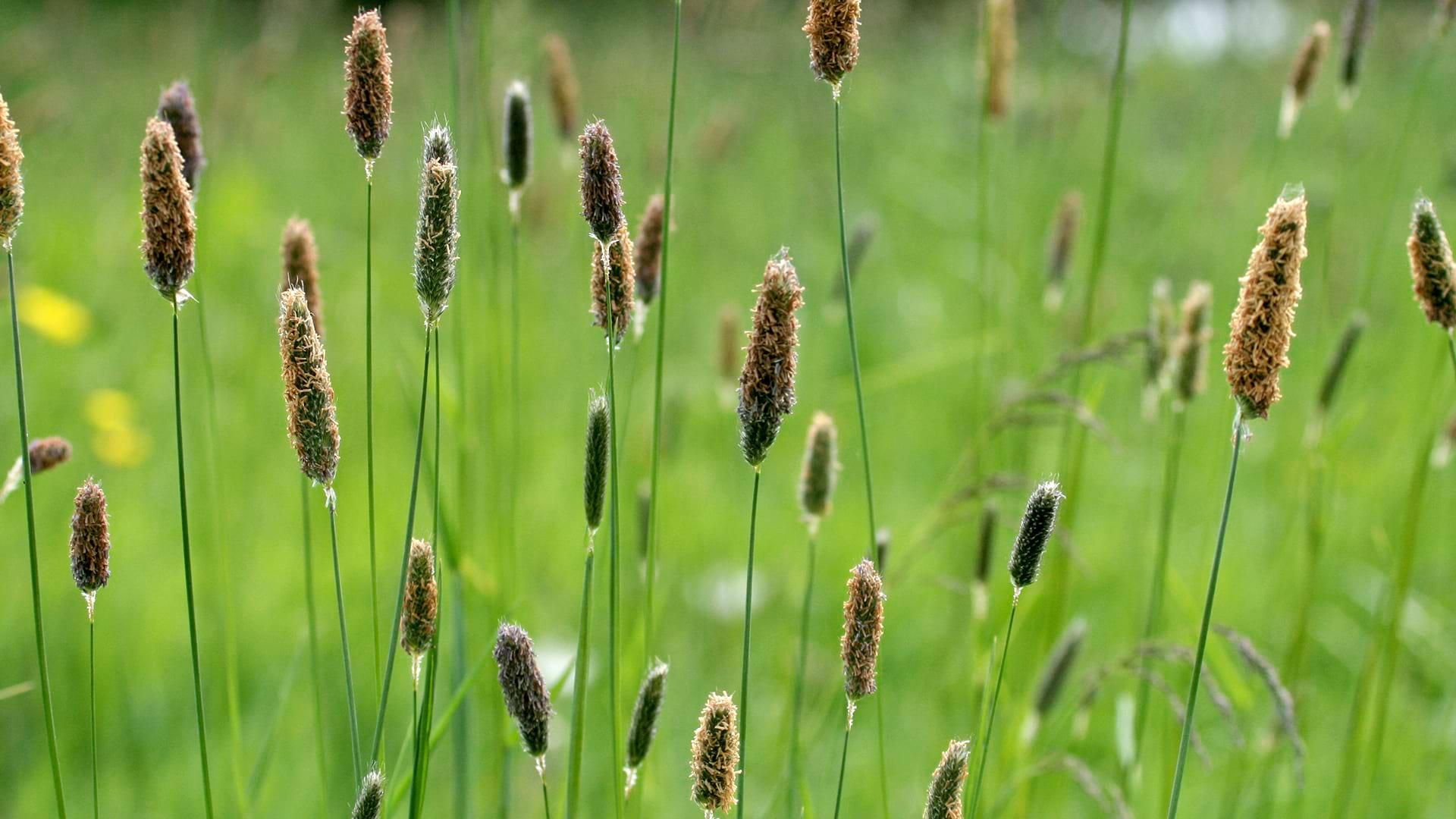 Close up of Meadow Foxtail growing on the edge of a field