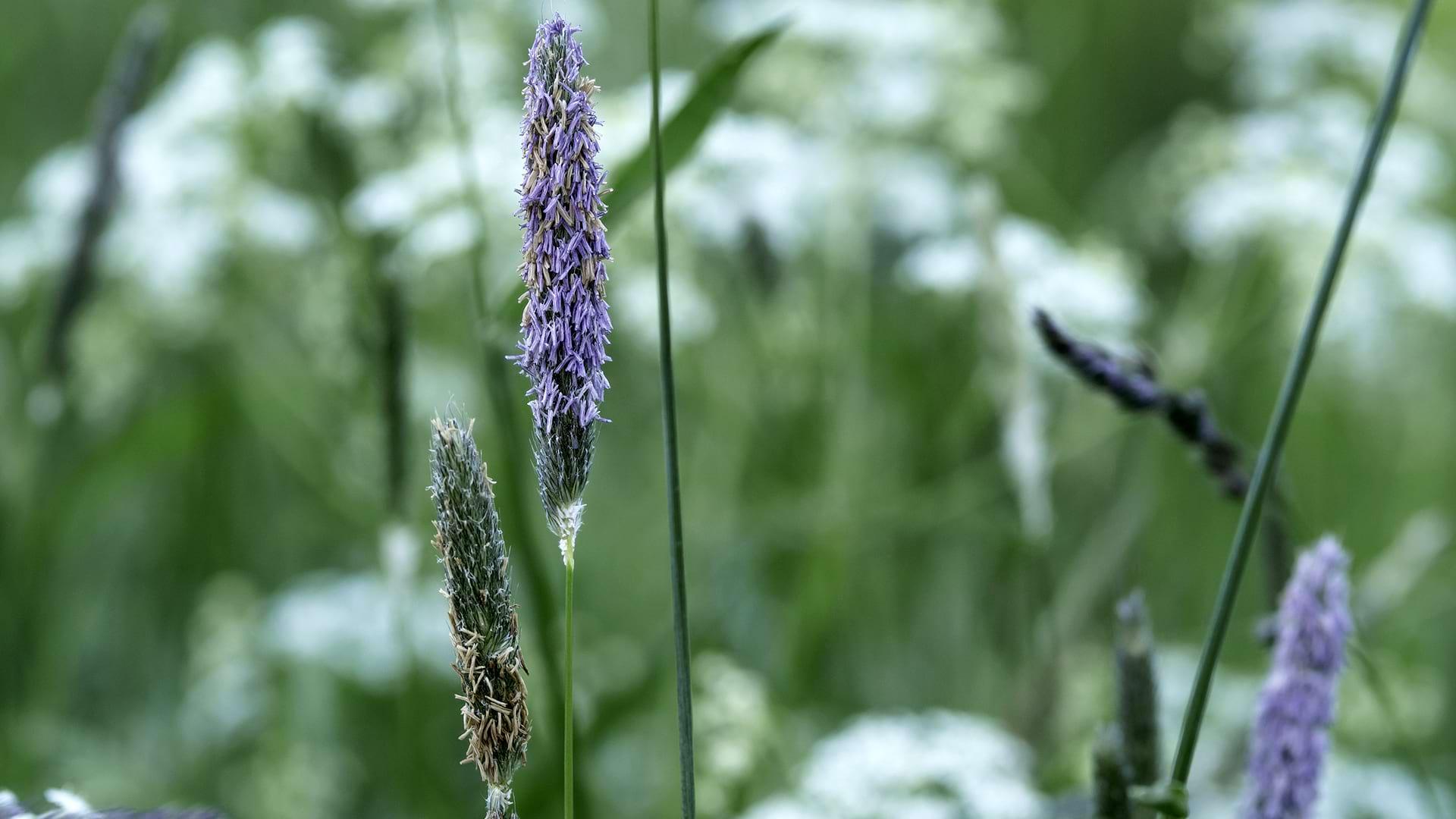 Close up of Meadow Foxtail with its purple flowers
