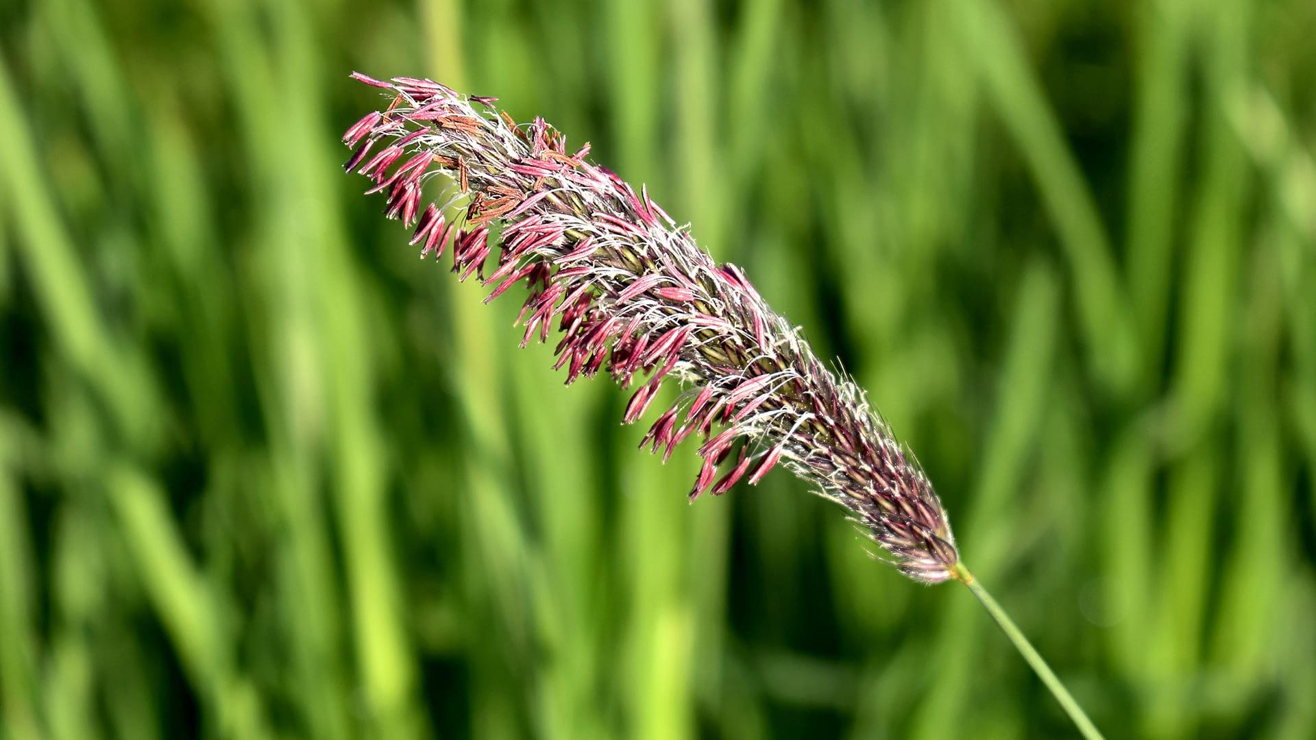 Close up of a single branch of Meadow Foxtail