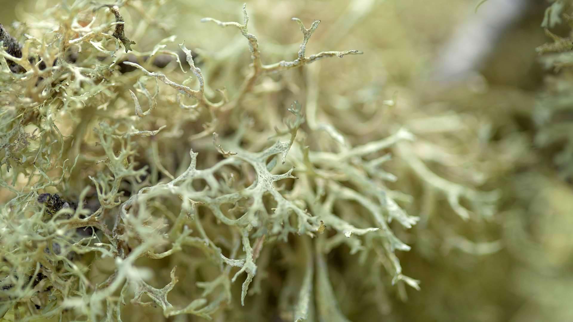 An extreme close up of the Old Man's Beard lichen demonstrates its' complex structure