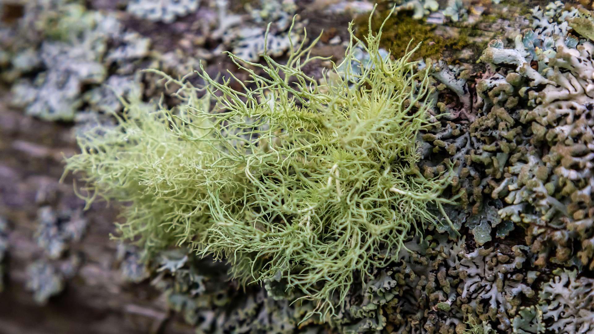 Side view of a single Old Man's Beard cluster growing on a tree trunk