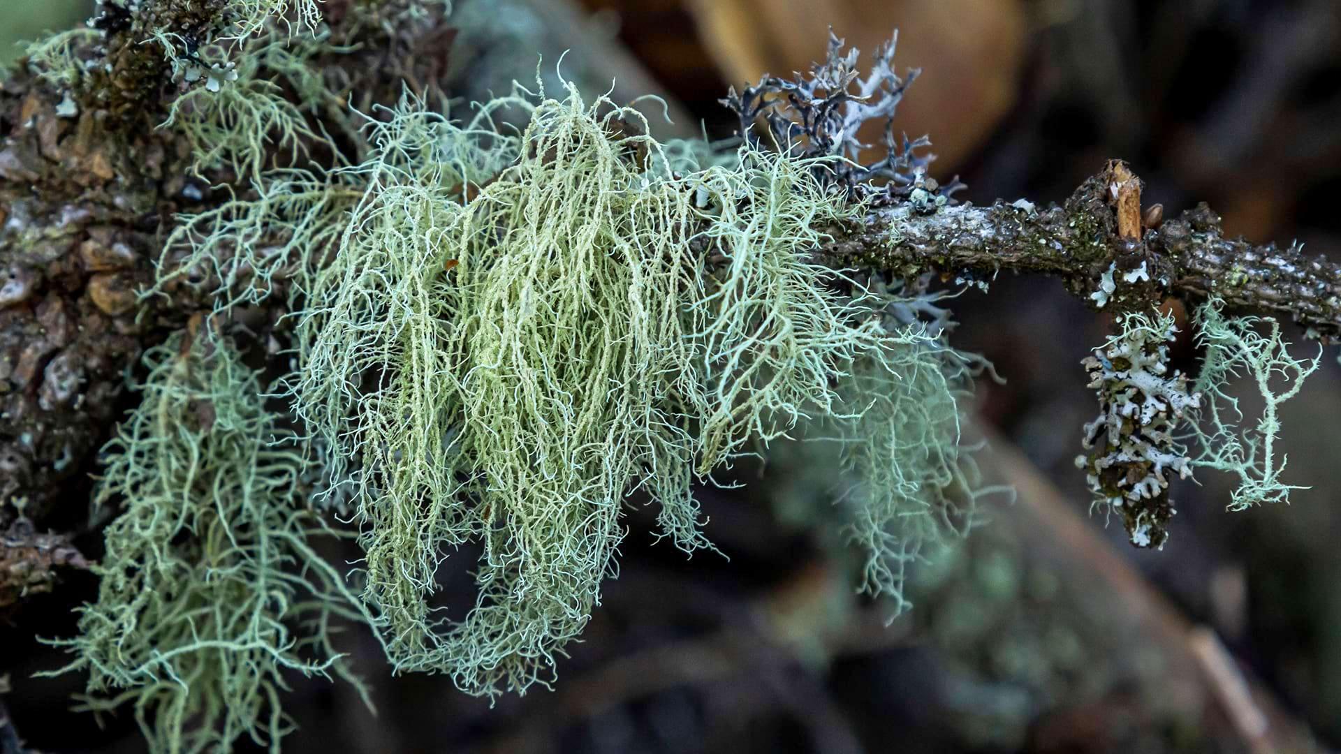 Close up of a small cluster Old Man's Bearn lichen plants growing on a twig