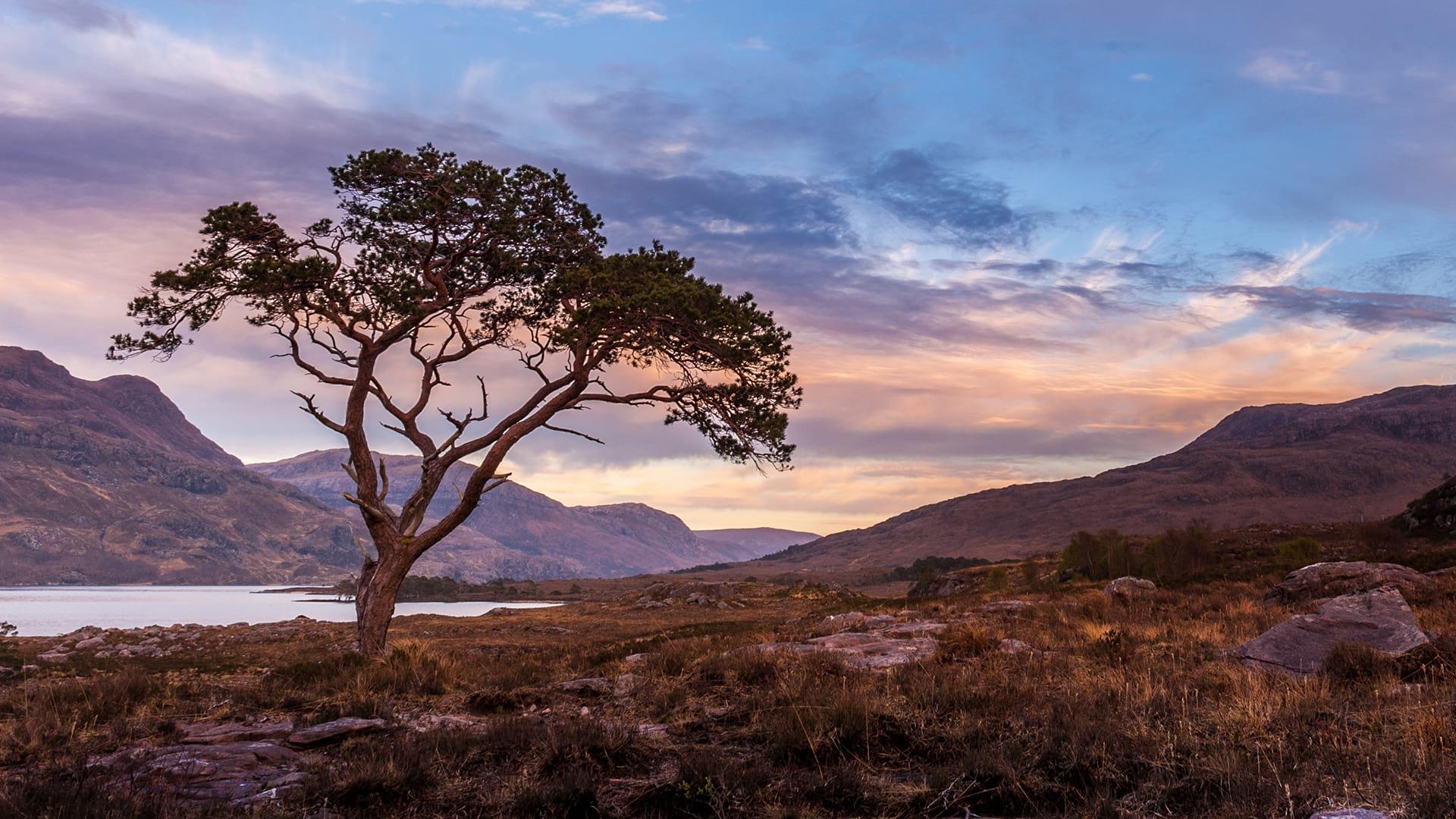A single Scots Pine at sunset with a Scottish Glen in the background