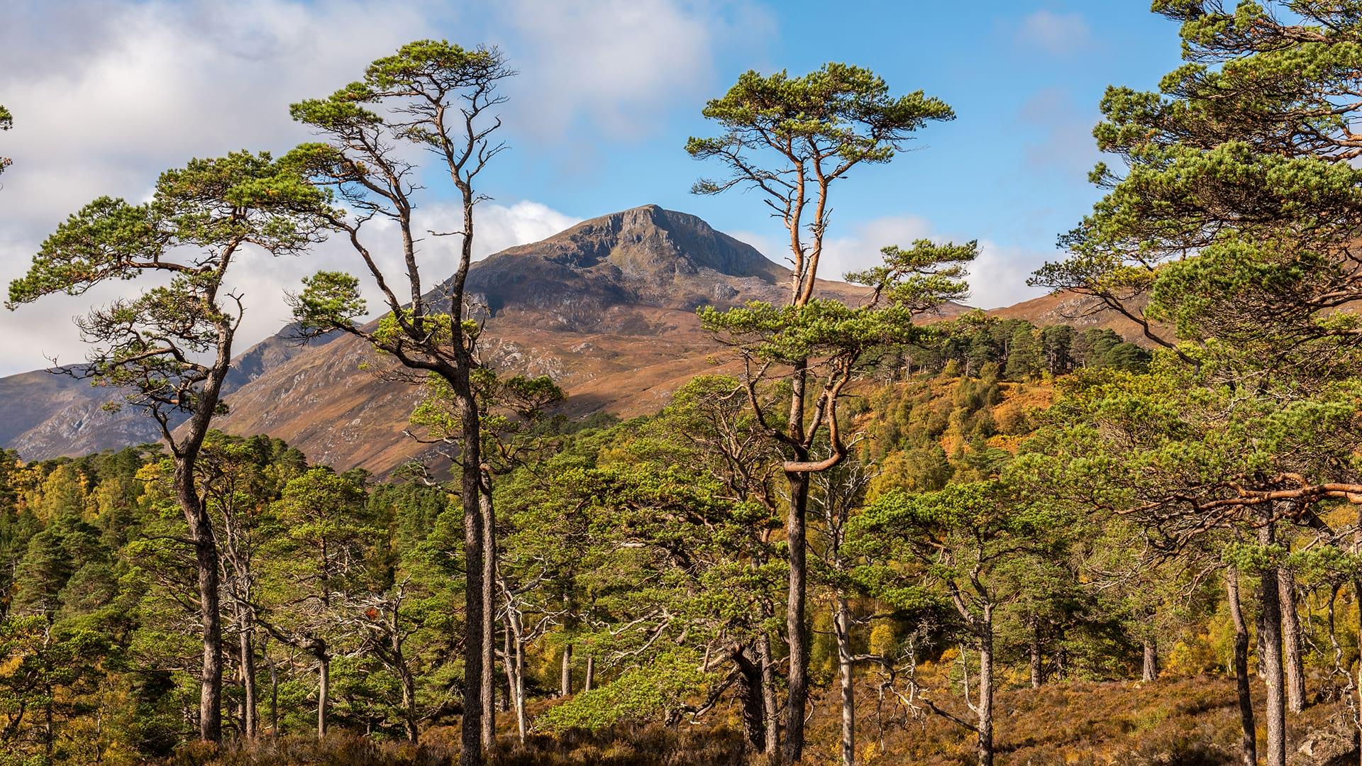 Looking through a Caledonian Forest towards the mountain top