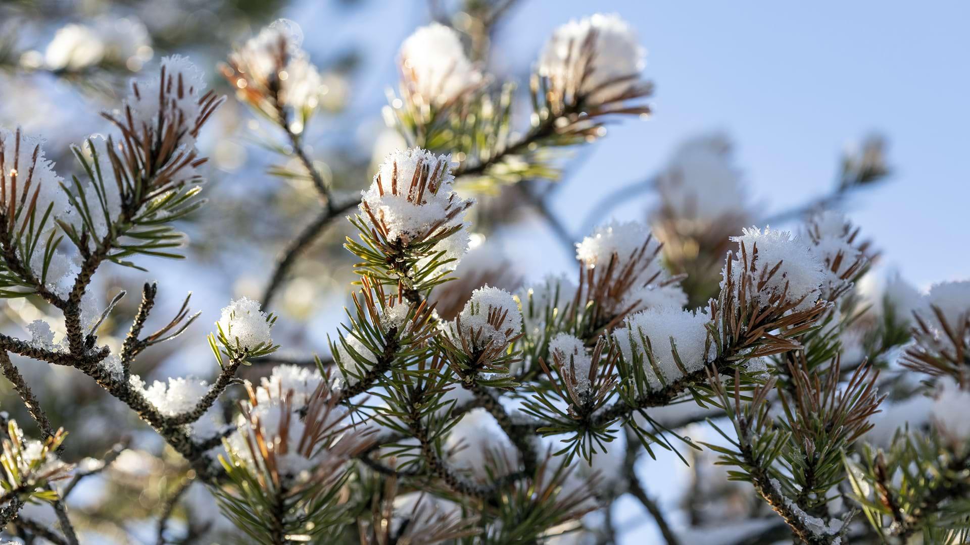Close up of Scots Pine branch in winter