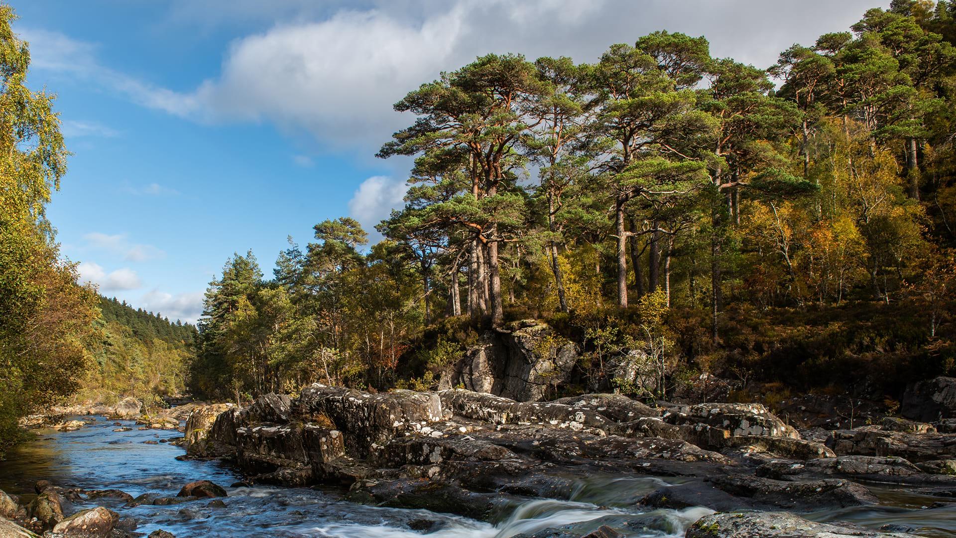 A Scots Pine forest along the edge of a river