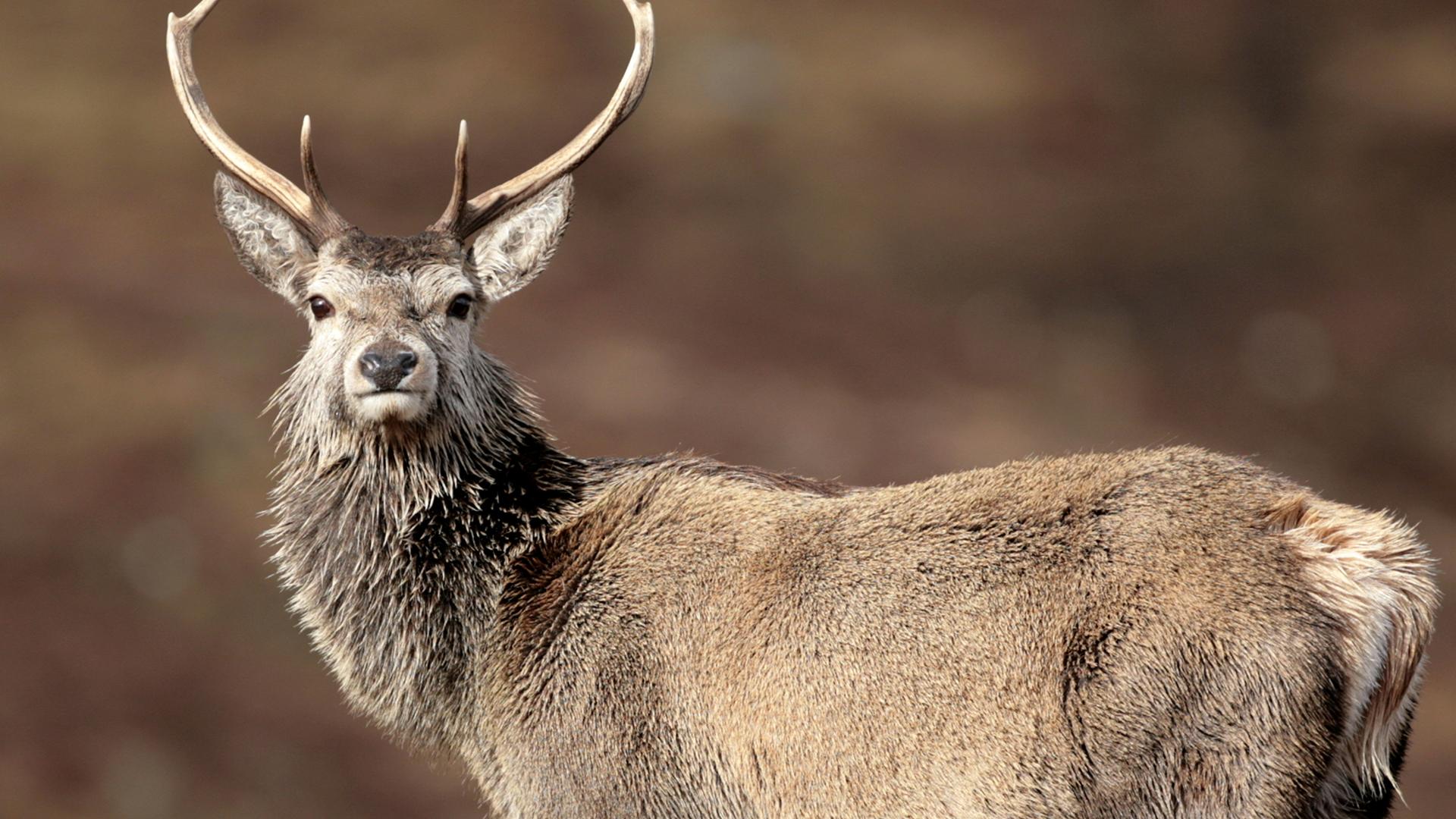 A male red deer stares at the camera 
